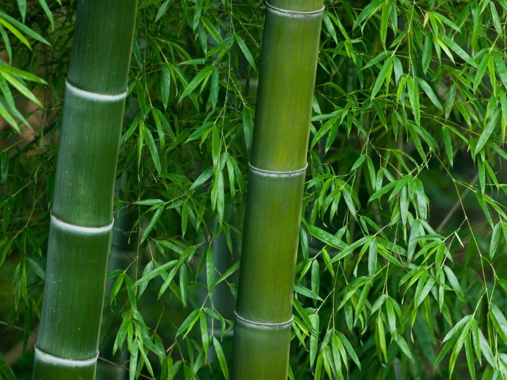 Bamboo