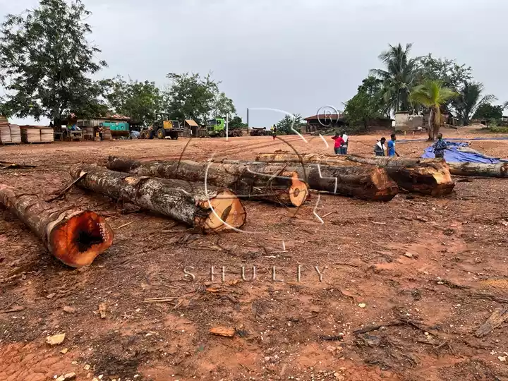 Wood Logs Showcase